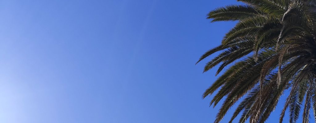 palmier-2560x1304